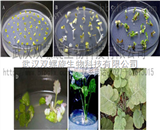 油菜遺傳轉(zhuǎn)化