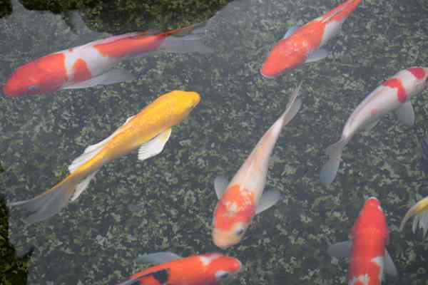 15.77億！央國企聯合中標EOD項目