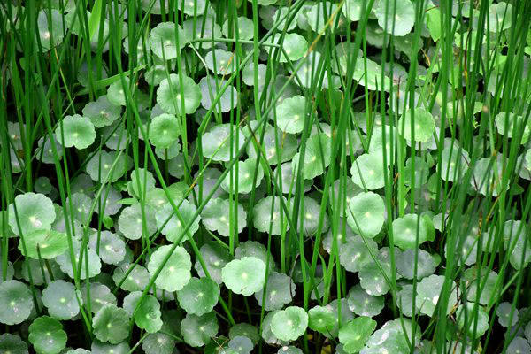 國(guó)家生態(tài)環(huán)境科技成果轉(zhuǎn)化綜合服務(wù)平臺(tái)擬入庫(kù)技術(shù)清單（第十批）公示