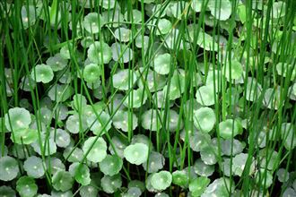 國(guó)家生態(tài)環(huán)境科技成果轉(zhuǎn)化綜合服務(wù)平臺(tái)擬入庫(kù)技術(shù)清單（第十批）公示