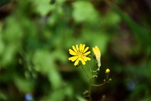 中國能建丨突尼斯這個光伏項目全容量并網！