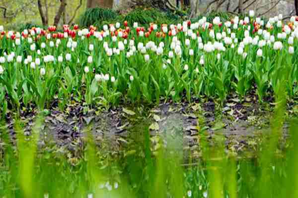 廣東省全域土地綜合整治典型案例 | 佛山市三水區(qū)：空間重構(gòu)促發(fā)展，價值再生惠民生