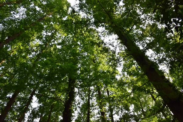 深圳公開(kāi)征求碳市場(chǎng)行業(yè)覆蓋范圍意見(jiàn)！