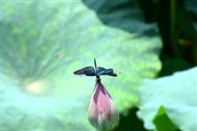 夯實(shí)生態(tài)家底 賦能美麗江蘇——江蘇啟動(dòng)新一輪生物多樣性本底調(diào)查