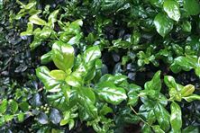 自然資源部 國家林業(yè)和草原局關(guān)于進(jìn)一步做好自然資源要素保障的通知