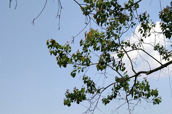 《北京市关于推动碳捕集利用与封存产业培育壮大的若干措施》印发