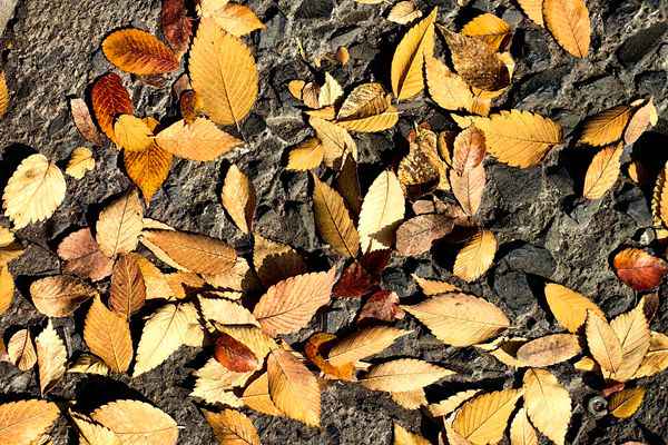 中国环境监测总站2026年度应届毕业生公开招聘公告