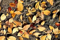 中国环境监测总站2026年度应届毕业生公开招聘公告