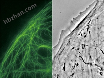 奧林巴斯顯微鏡